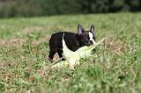 BOSTON TERRIER 137